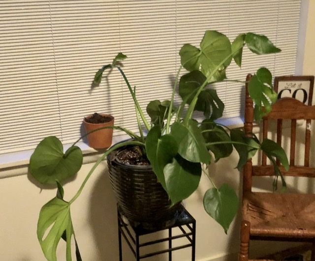 Droopy Monstera – House Plant Journal