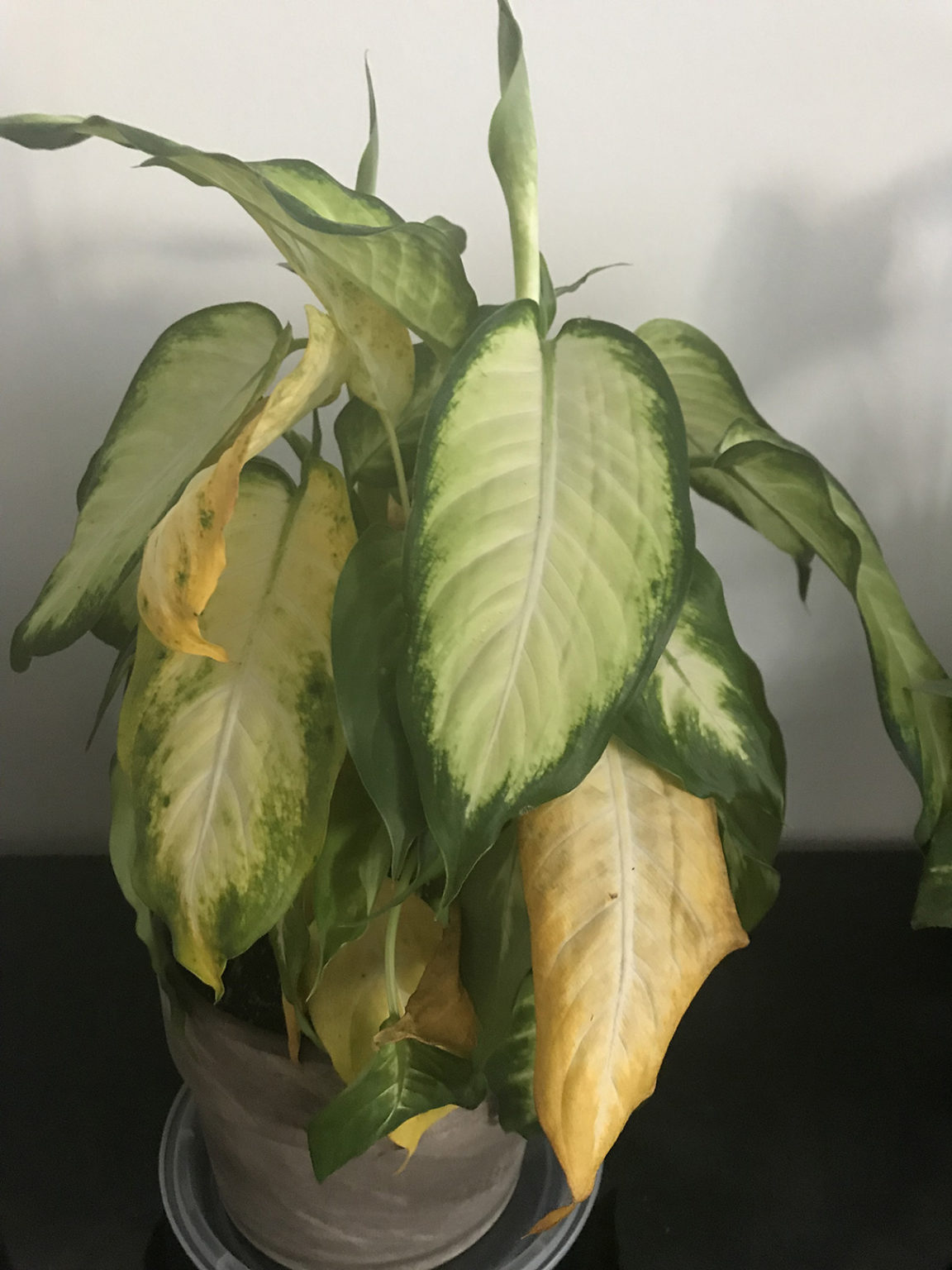 Dieffenbachia yellowing House Plant Journal
