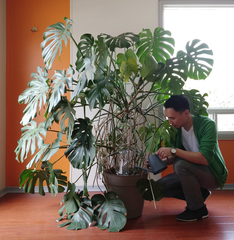 Monstera Deliciosa, Metal Pot - Terrain