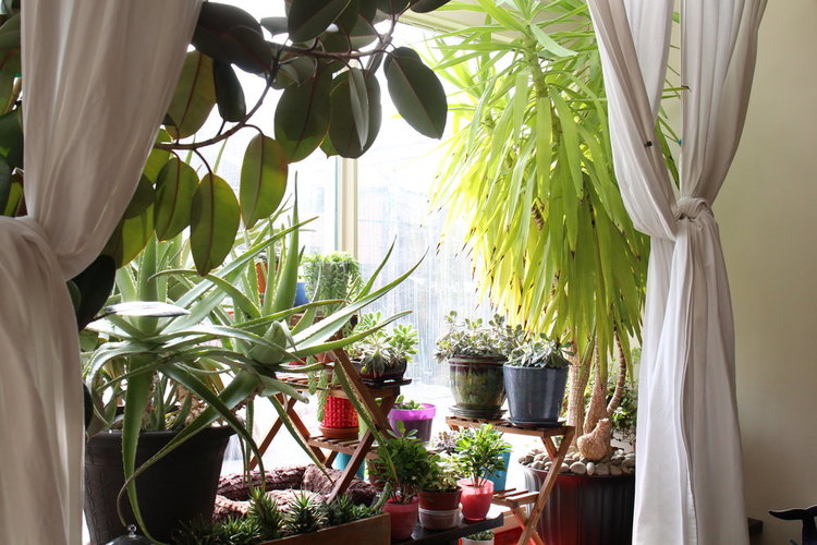 Elspeth keeps many smaller containers of succulents using some Ikea plant stands.  The multiple levels creates a more interesting grow space, which includes a cozy bed for the cat.