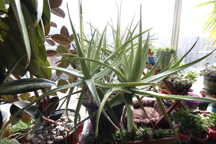 An aloe can only get to this size with maximum sun and corresponding watering (you knew that the amount of water required for a given plant is dependent on light, right?).  They all had flower stalks.