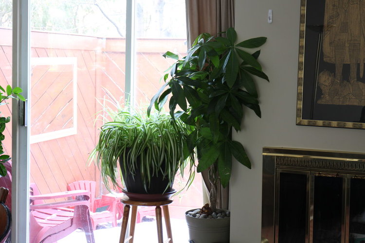 Let's not forget the north facing window, which provides excellent light for tropical foliage plants like this spider plant and money tree.  When these plants are right up against the north facing window, they can "see" a good portion of the sky but not the sun.  This is the so-called "bright indirect light" that's great for foliage plants.