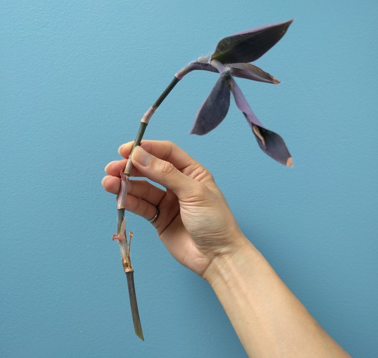 This is a cutting ready to be propagated: lower leaves have been removed so as to not burden the cutting with having to support lots of leaves without a root system. The length of the stem is cut so that at least one of the nodes (the bumps along the stem) will remain submerged in the water.