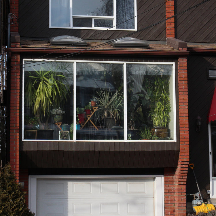 Upon spotting this window, my first thought was: "we should be best friends!"  Thanks to having friends in the neighbourhood, I had the opportunity to meet Elspeth and Blake.  Elspeth is the caretaker of these plants while Blake is gradually becoming a fan.