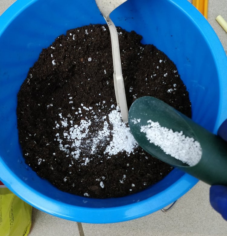 Adding some perlite to potting soil for increased drainage properties.