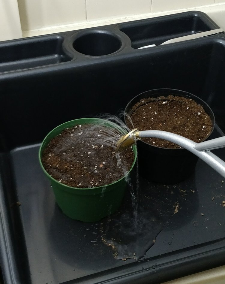 Watering the bulbs in - one of the rare times I will use the brass rose on a Haws watering can.  Side note: in order to get the soft rain effect, the brass rose must be pointed upwards, which is the intended orientation - just go to their site, you won't see any pointed downwards.  The Compact Tidy Tray does an excellent job at keeping things tidy (of course!), which is especially useful when it's too cold to do plant tasks outside.