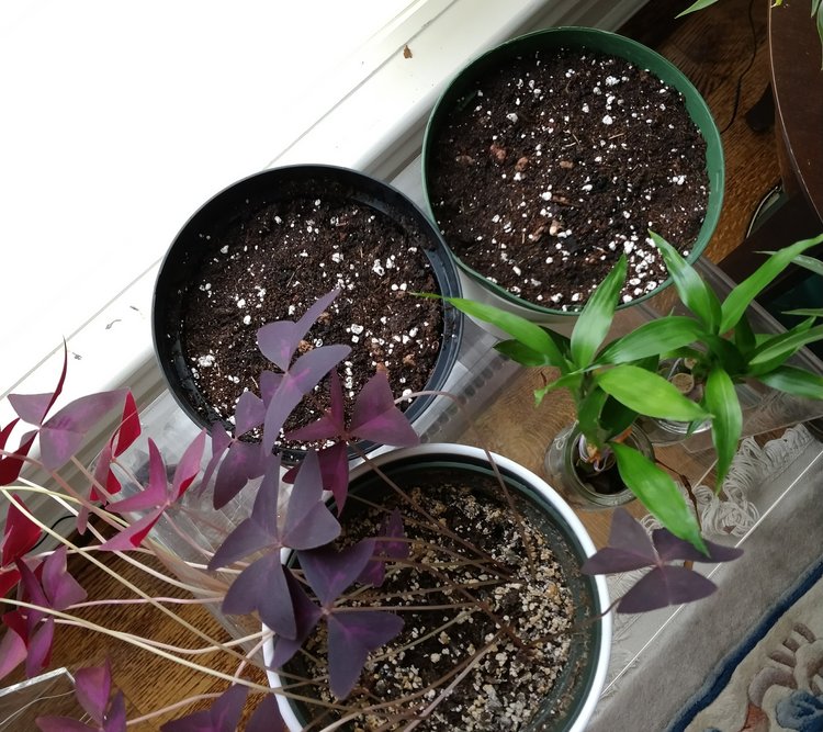 November 11, 2017 - Here are the newly planted oxalis pots sitting next to my currently established purple oxalis plant.  I'm excited to see the new colors/patterns!