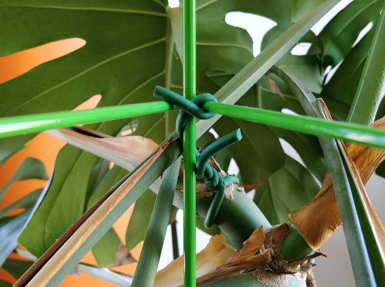 The horizontal cross beams provide excellent support against the tendency of the vines to slip down.