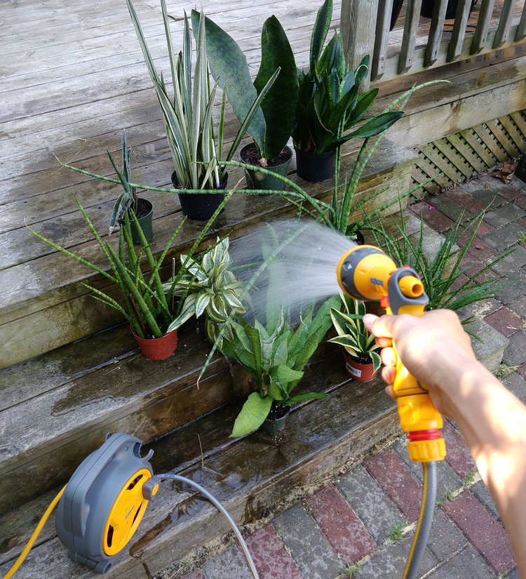 This is how happy snake plants like to be watered: a thorough soaking followed by an hour or so of sitting where they can see as much of the sky as possible - this is the ultimate "bright indirect light".  I’m using the ‘Gentle Shower’ sprayer setting – there are a total of 5 settings.