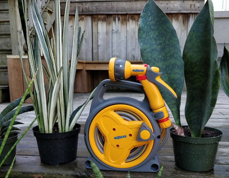 To give you a sense of 'compactness', here's the Hozelock Pico Reel next to a pair of snake plants in 6" pots.