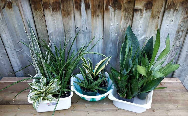 After an hour or so, I load the kids into their tubs and bring them back to their containers. I always try to plant into nursery pots (have drainage holes) and place those into cachepots (containers without drainage holes). With this potting strategy, it's easy to ensure even soil moisture while keeping interior shelves/surfaces clean and dry.