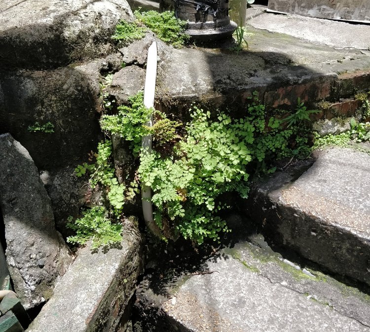 A testament to the hardiness of this fern: I found this maidenhair fern growing from a rock crevice while visiting Taiwan. Notice that the sun definitely shines directly on the plant and it grows just fine.