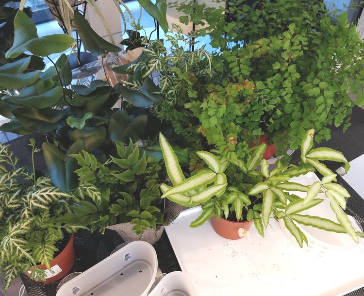 Clockwise from top-left corner: Heart fern, silver lace fern, maidenhair fern, ribbon fern, dwarf Japanese Holly fern, and another silver lace fern.