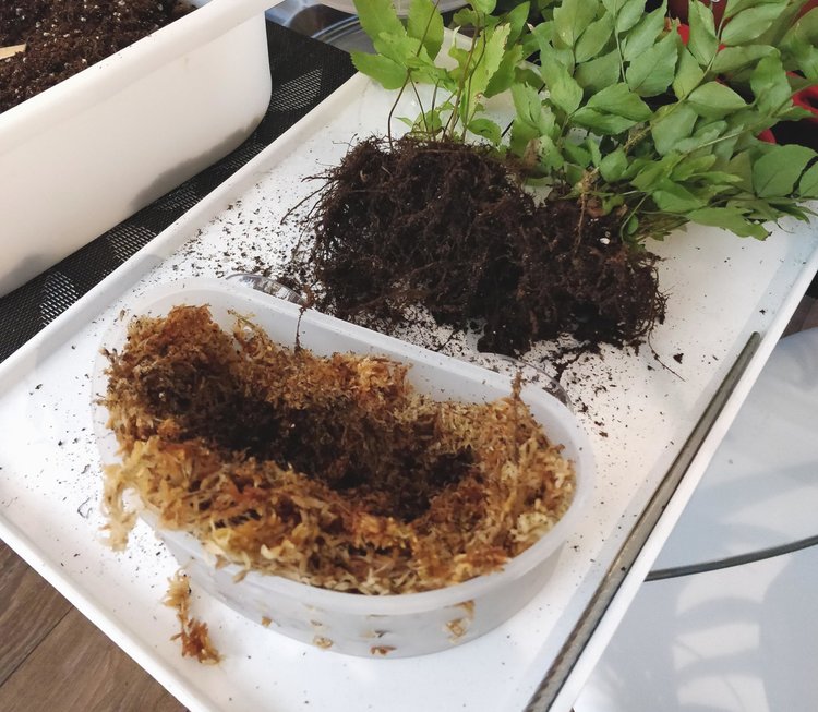 Planting: I created a bed of sphagnum moss in the caddy and placed the ferns into the crevice, after having shook off as much of the old soil as possible. I have no idea if these ferns can grow in pure sphagnum moss like my staghorn fern but I'm up for experimentation.