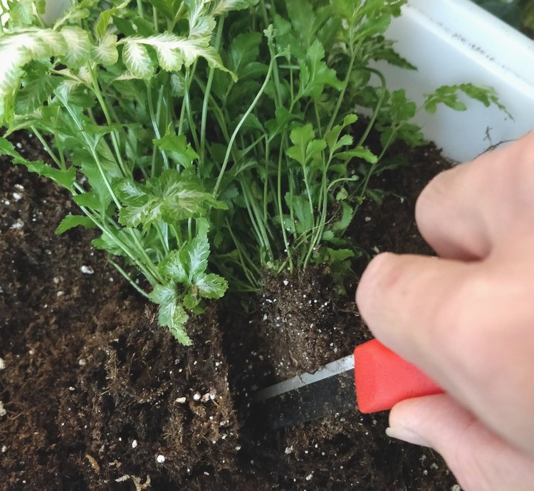 Root division: I had to divide the ferns in order to get combinations in each planter. With such crowded stems, it was easiest to just use a sharp knife to cut UPWARDS into the base of the root ball. Once I could gently pull the root ball apart, the foliage could be gently teased apart.