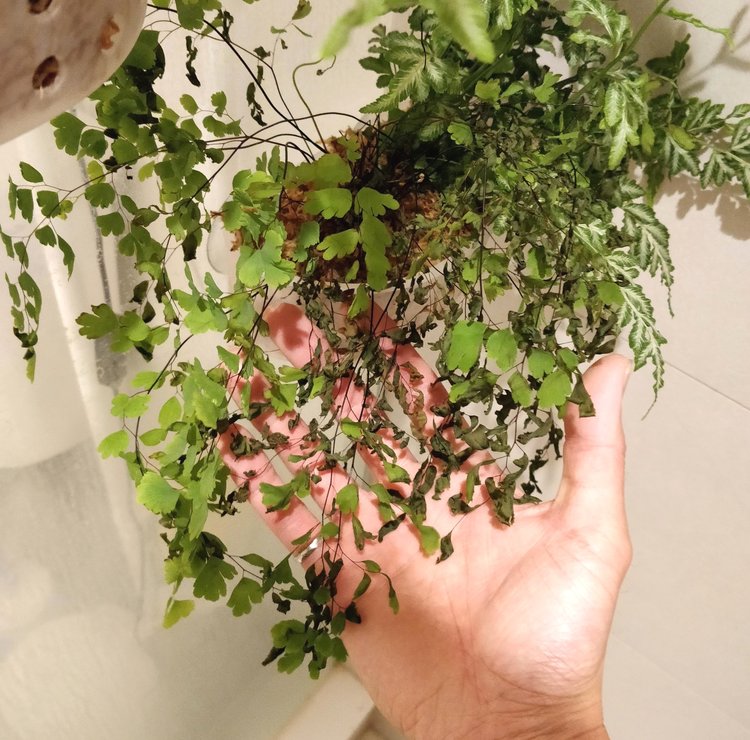 2 Weeks: the sphagnum moss gets moistened from deflected water droplets from the shower (the shower doesn't spray directly onto the planters) but this doesn't seem to bode well with the Maidenhair fern: the most exposed foliage is dying back...