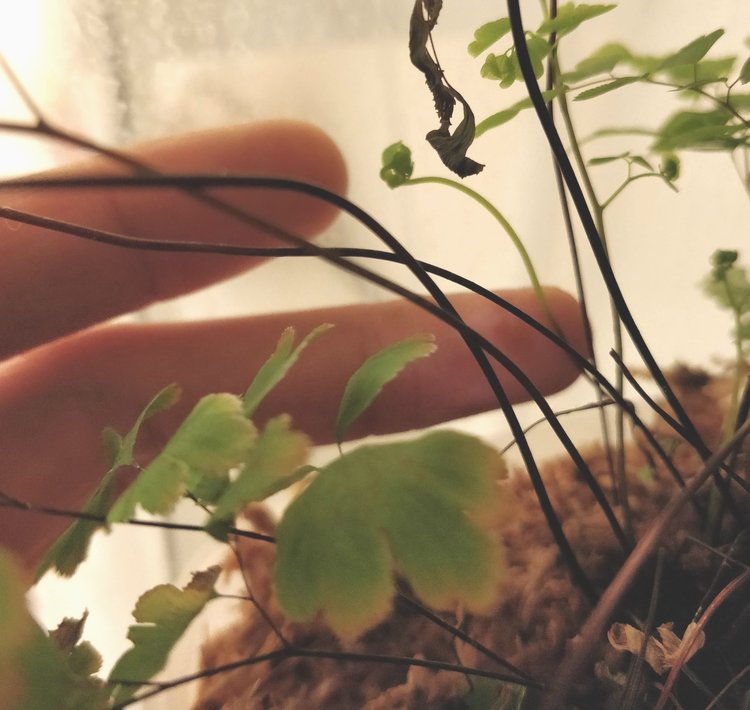 1 Month: ...but not to worry, the Maidenhair is pushing up new fronds that sit farther away from the edge of the planter, protected from getting as much shower spray. Hopefully these ones will last longer.