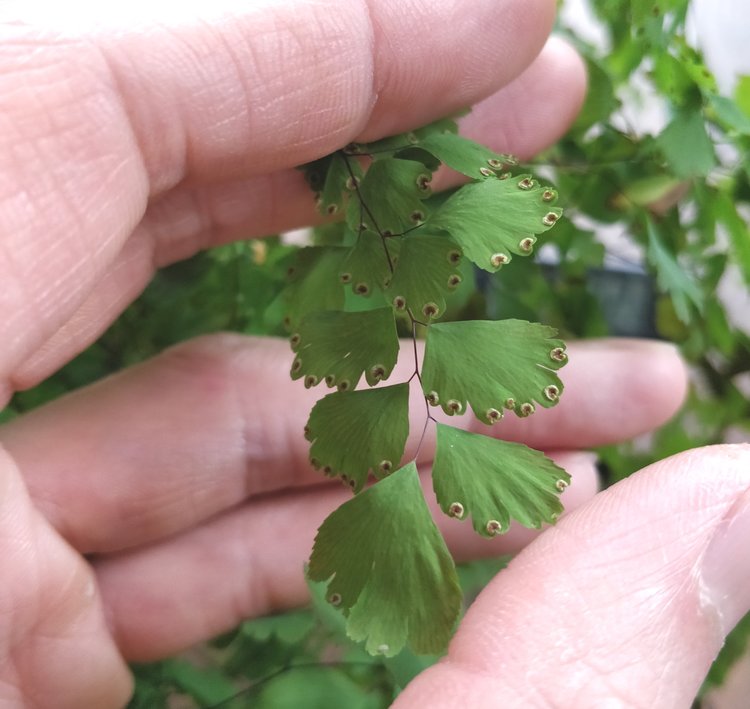 One more thing: if you are successful in keeping a maidenhair fern happy for several months, you will be rewarded with spores! That's the fern reaching puberty. The spores are brown dots that form on the undersides of fronds - don't confuse this with a scale infestation!