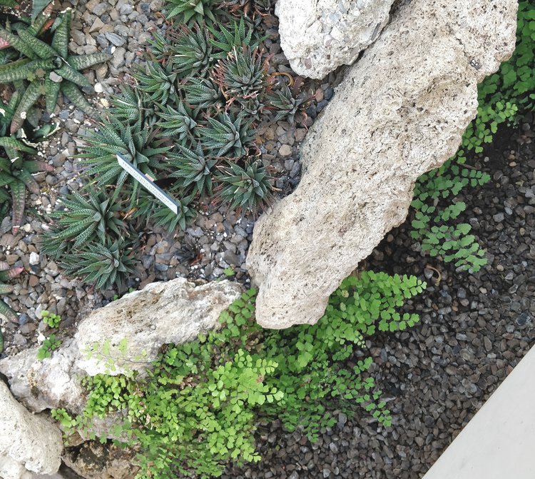 How is it that these maidenhair ferns can thrive right next to this patch of Haworthias? Simple: the patch of Haworthias uses a rapidly draining soil (probably mostly sand), letting most of the water flow down to settle near the base of the big rocks. That high moisture area is perfect for maidenhair ferns. Moisture at the root level is what matters. Humidity doesn't have as much of an effect on the plant when the important factors (light and soil moisture) are taken care of.