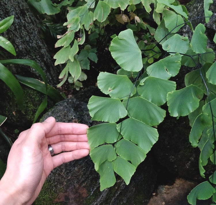 The Silver Dollar maidenhair fern (Adiantum peruvianum)