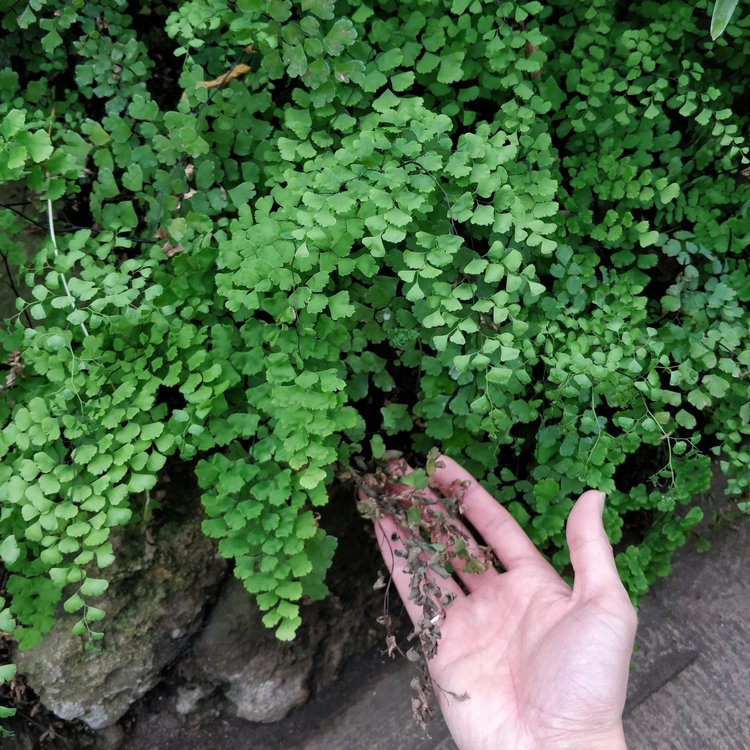 Older maidenhair fern fronds die off because of low soil moisture or nutrient reallocation. The gardeners will cut this off and you would never know.