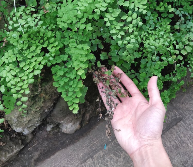 Maidenhair Fern Care – Not That Delicate – House Plant Journal