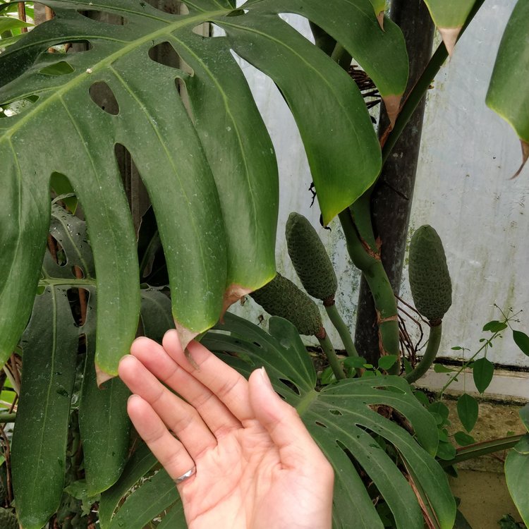 Focusing on the imperfect leaf tips? You’ll miss the fact that this Monstera has FRUITS!!!