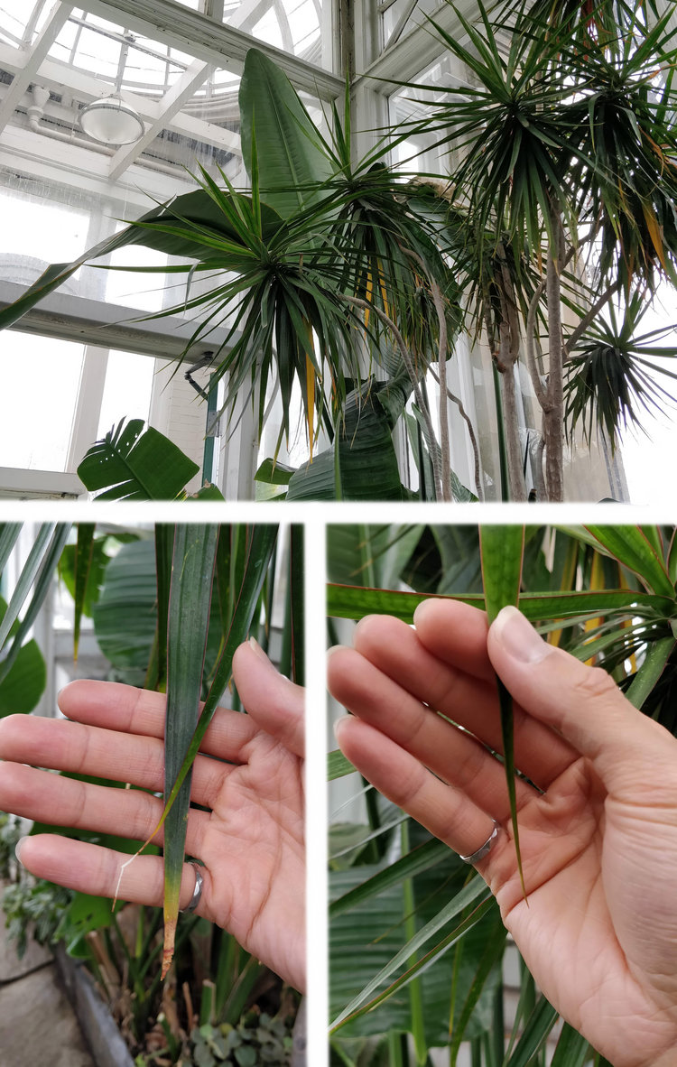 Normal and natural: the oldest leaves must become yellow to reallocate their nutrients to newer leaves. [Left] Older leaves bear the marks (brown leaf tips) of hard work (transpiration). [Right] Newest leaves are perfect and pristine - they will inevitably become brown.