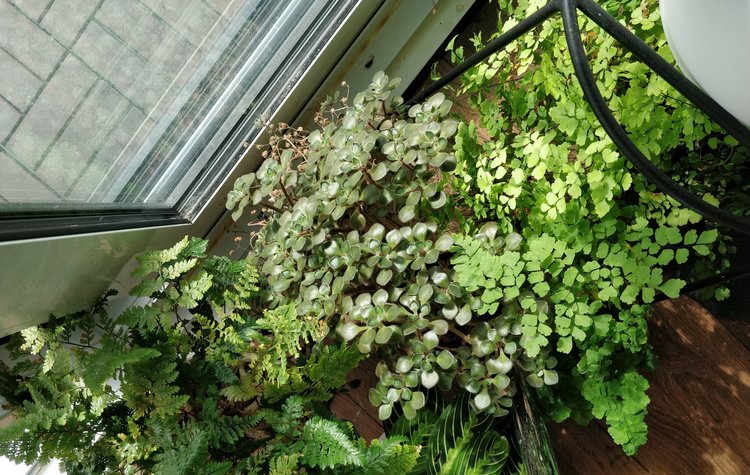 Top right: My maidenhair fern has been living here for about 9 months: large west-facing window, mostly unobstructed sky and direct sun for around 2-3 hours. Yes, my maidenhair fern takes direct sun just fine - I just need to check the soil moisture every few days.