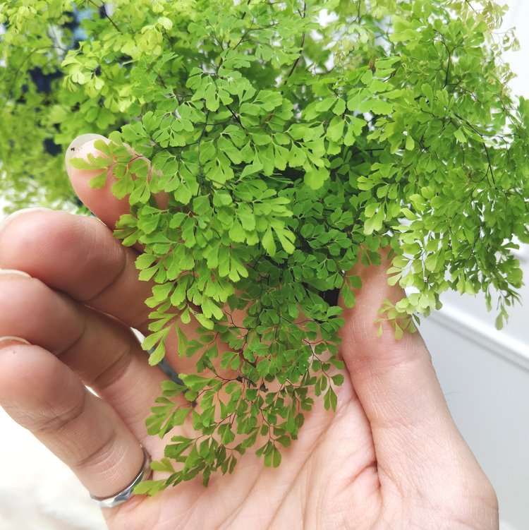 I have no idea what this one is called but I’m loving the ultra-small leaflets - as if the maidenhair fern wasn’t delicate enough, now there’s a mini version!