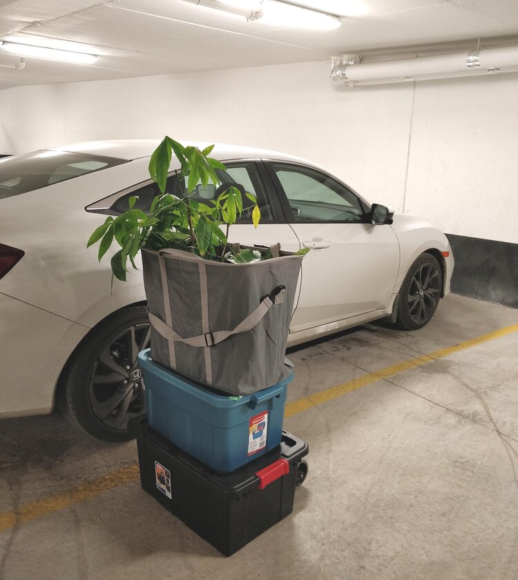 I had the good fortune of moving my plants from one parking garage to another - no winter exposure for these plants!  Product Links:  Sturdy black moving boxes with latches:  https://amzn.to/2MGaG5U   Folding hand truck:  https://amzn.to/2tizc6E