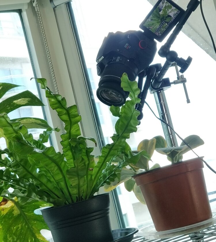 The clamp holds on to the shelf post while the other end uses a standard 1/4” tripod thread to hold the camera. The other one is holding an LED panel light (not shown).