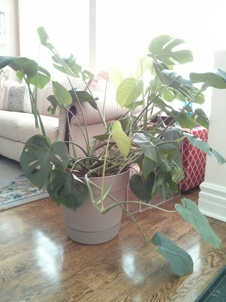 November 27, 2014 -  here's the monstera enjoying some bright indirect light (sun filtered through white blinds). As these winter days become shorter, there's less photosynthesis going on - therefore, less frequent waterings.