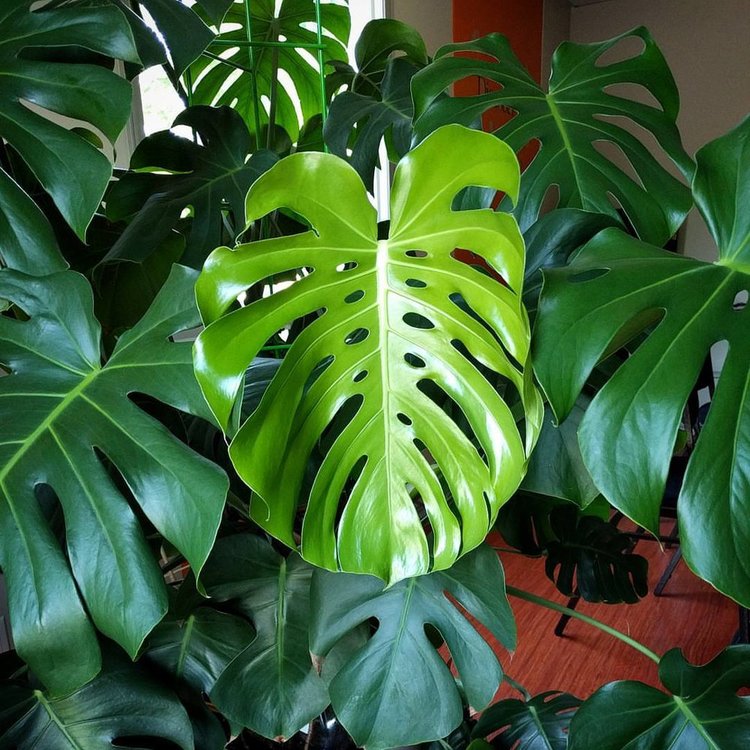 May 23, 2016 - and here's a newer leaf with a full set of holes along the midrib