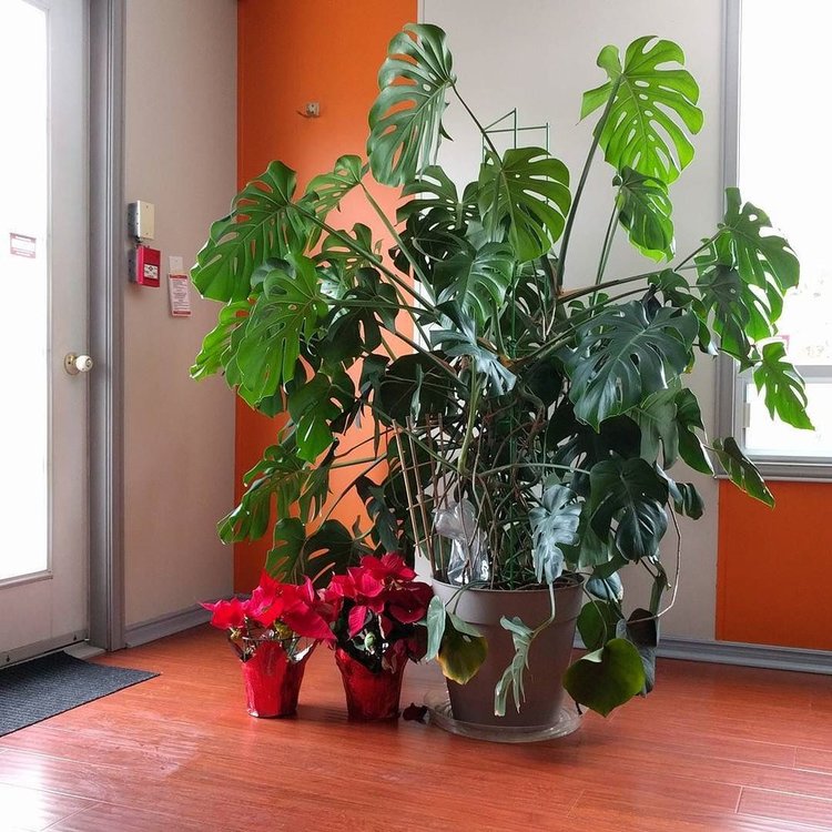 December 25, 2016 -  correct light is the first step to house plant success. Second is watering. Third is soil structure (aerating occasionally). Fourth is fertilizing. Fifth is getting rid of dead foliage and not crying about it. Remember, BOTH light and water are fundamental requirements for plant growth. Don't focus on watering while ignoring the light!