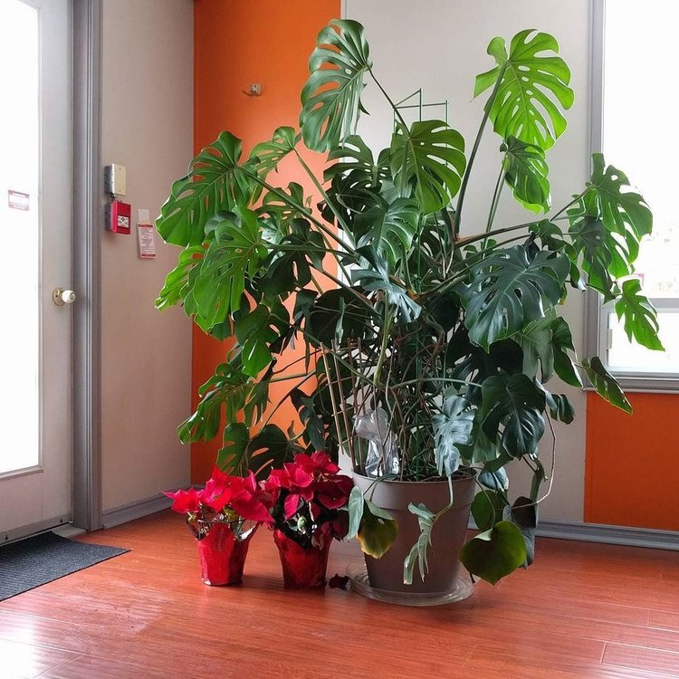 December 25, 2016 - correct light is the first step to house plant success. Second is watering. Third is soil structure (aerating occasionally). Fourth is fertilizing. Fifth is getting rid of dead foliage and not crying about it. Remember, BOTH light and water are fundamental requirements for plant growth. Don't focus on watering while ignoring the light!