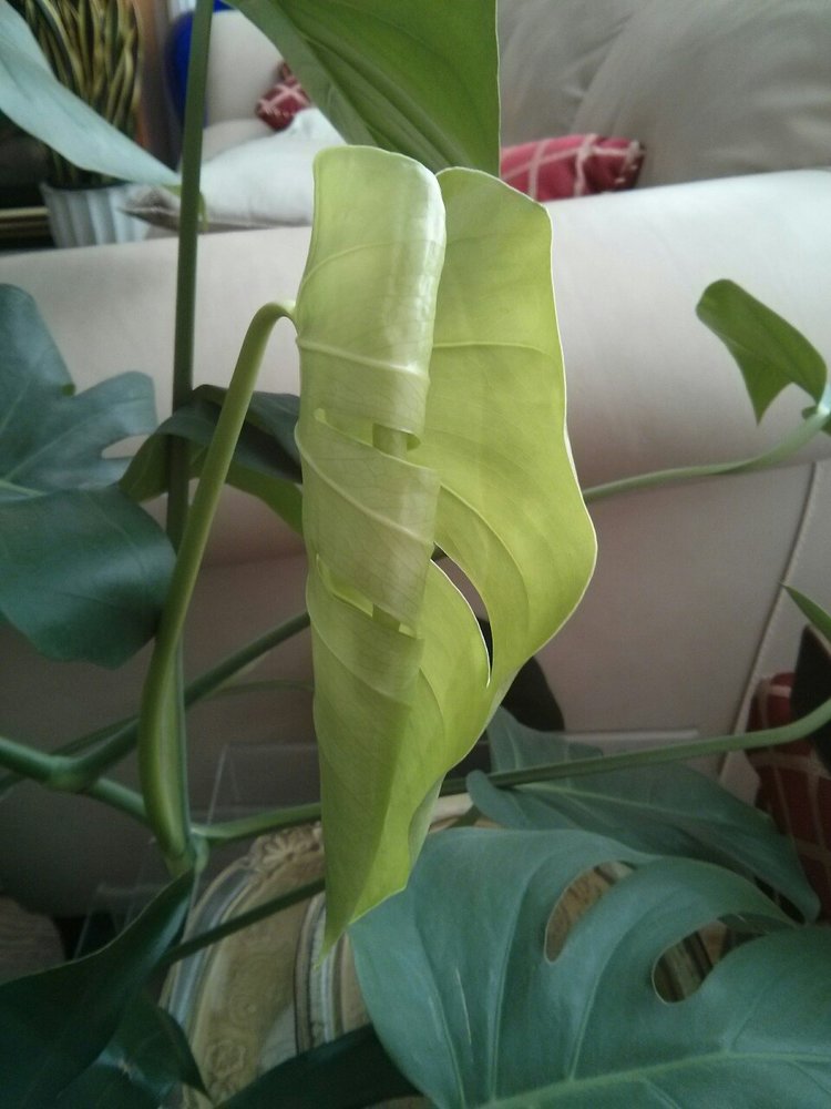 January 30, 2015 -  each individual monstera leaf has a predestined pattern, meaning that it does NOT develop more cuts/holes as it ages. Instead, it is the NEXT leaf that may have a more complex pattern if the overall plant is happy. How do you know if the plant is happy? It starts with light: if the plant can see the sky and not necessarily the sun, then it is getting so-called "bright indirect light" - the ideal light for just about all tropical foliage plants.