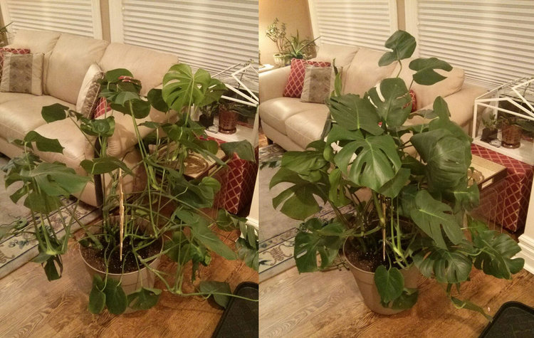 May 12, 2015 - using a small bamboo trellis from the dollar store, I tied up the vines to give the overall plant a more compact look. This is just how monstera grows - they are vines that want to grow along some surface. So in a container, it will always become "unruly" as the vines grow past the edge of the pot.