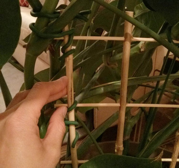 It's not necessary for the aerial roots to actually attach themselves to something like a moss pole or tree trunk. I'm just holding them against the trellis with soft rubber ties. Just google "soft rubber ties" and you'll find them - they are super useful and you can cut them to the required length.