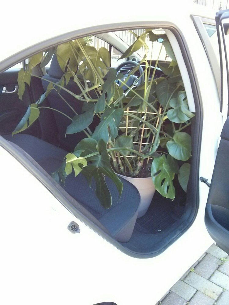 June 13, 2015 -  it's a bittersweet day as I decided to move monstera to my church where she could have a room all to herself. With the front seat all the way up, my monstera fits just right in my Honda Civic (bought it just a month before). An important care routine change should be noted: I'm only at my church once a week (and it's far from where I live), which means that I would be forced to water at fixed intervals. But since the light she will be getting is even brighter than in my home, I know that she will be thirsty within a week.  PLANT WISDOM:  problems of overwatering typically occur when there is NOT ENOUGH LIGHT for the plant to make use of all the soil moisture. So instead of watering less (okay solution), increase the light (best solution).