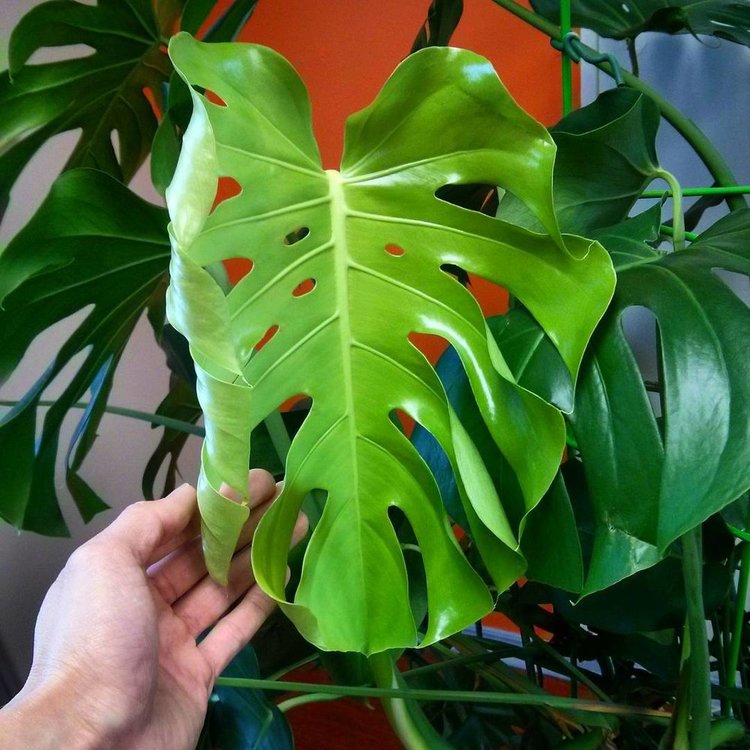 January 6, 2016 - wow, this is the first leaf with a full set of cuts and a couple of holes along the midrib!