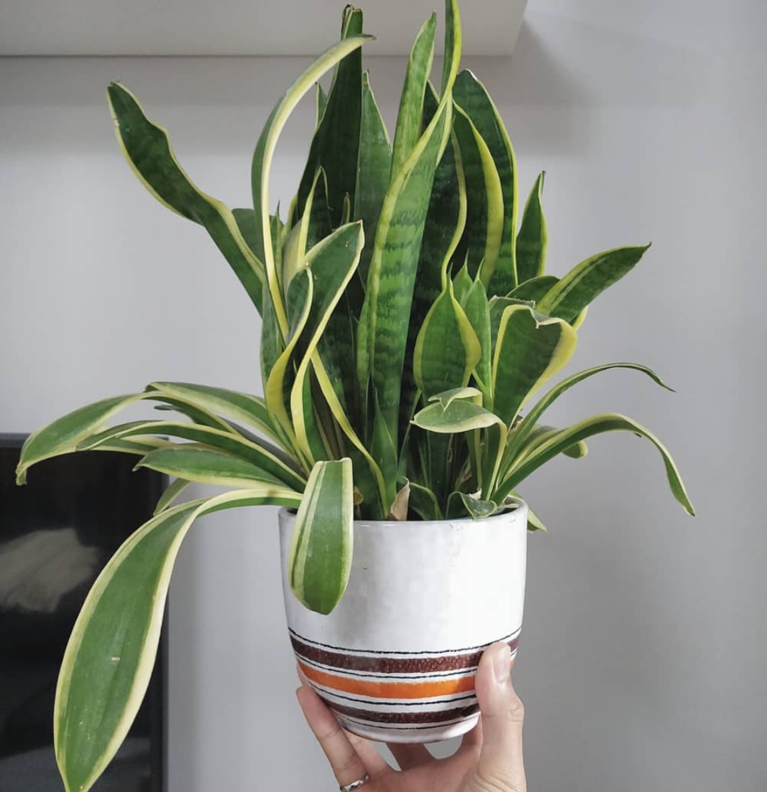 Is this snake plant in poor health? House Plant Journal
