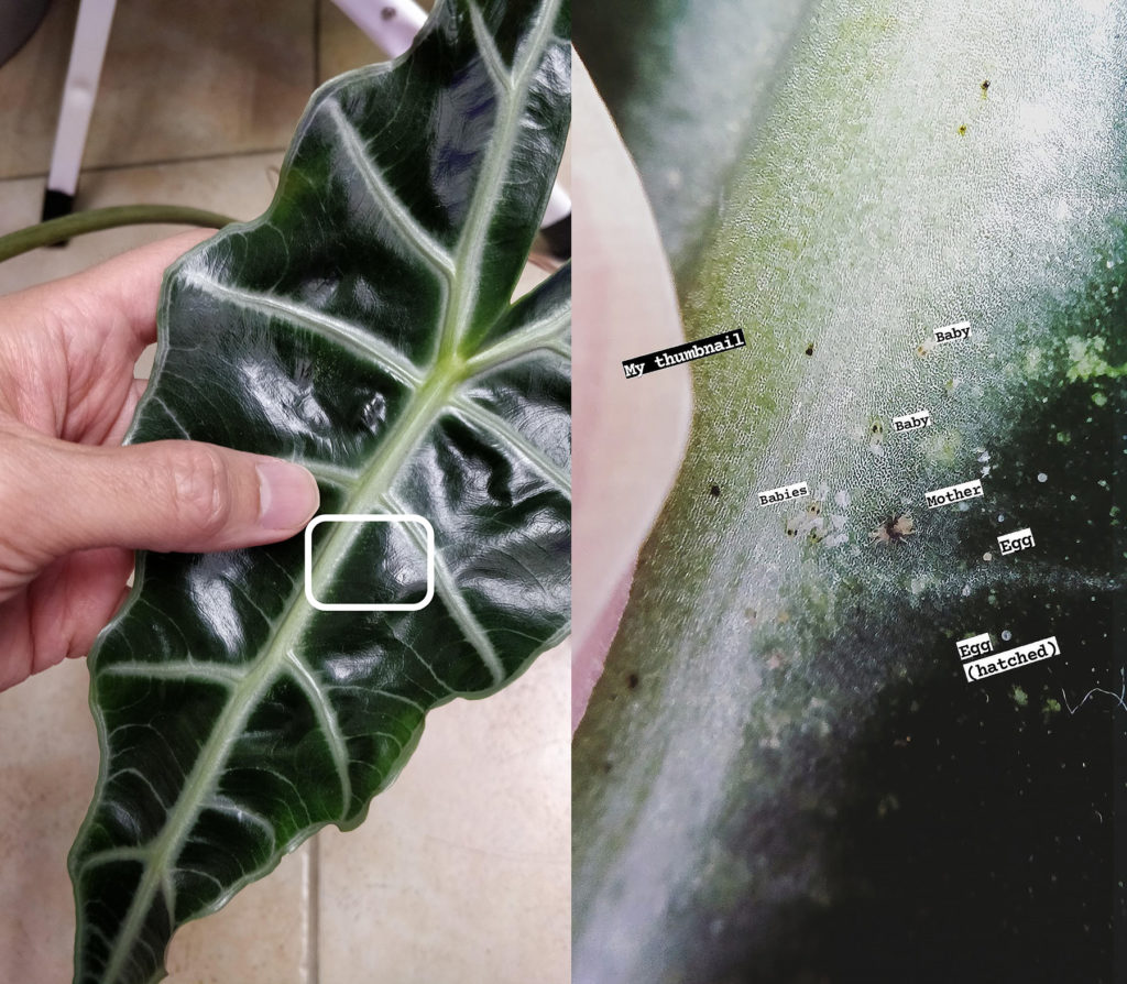 What Are Spider Mites Outlet Www aikicai what-are-spider-mites-outlet-www-aikicai