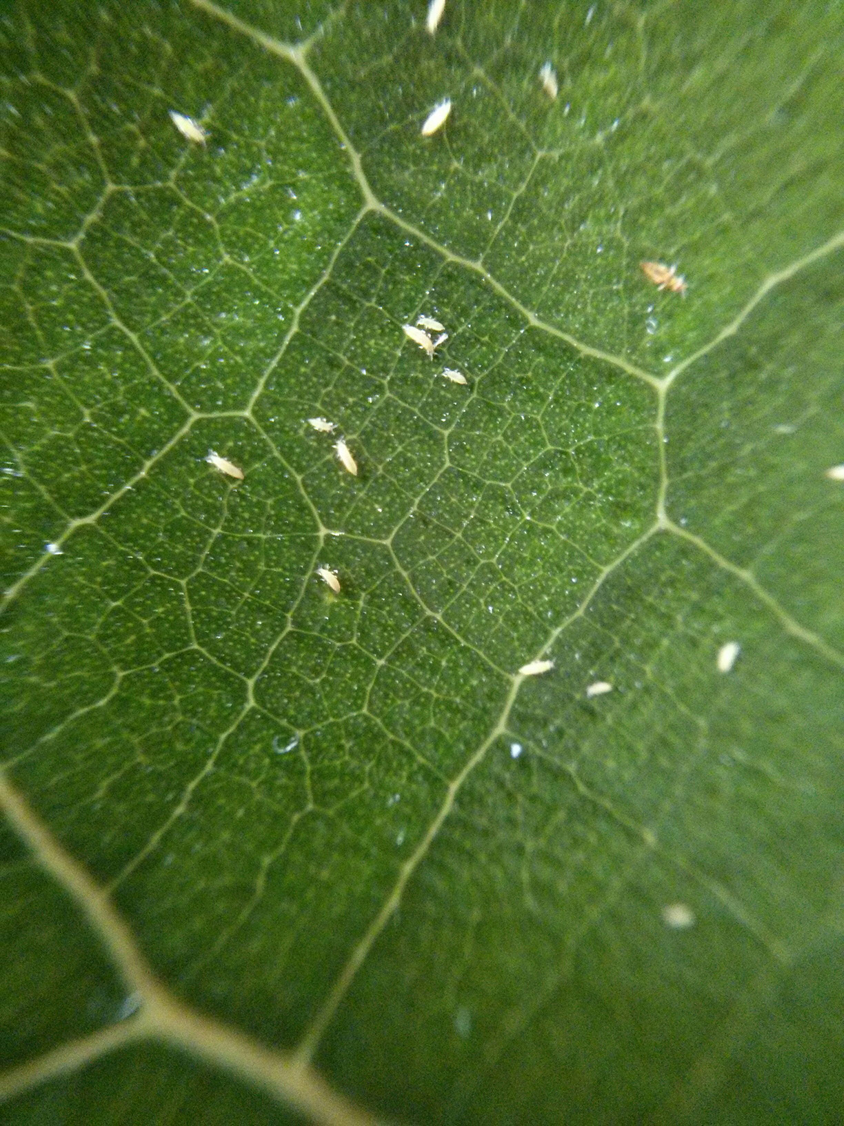 Thrips