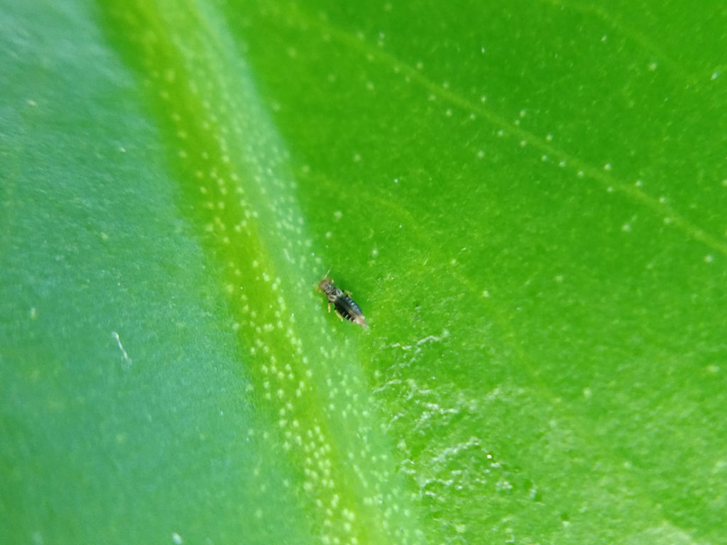 Thrips on Houseplants: A Gallery – House Plant Journal
