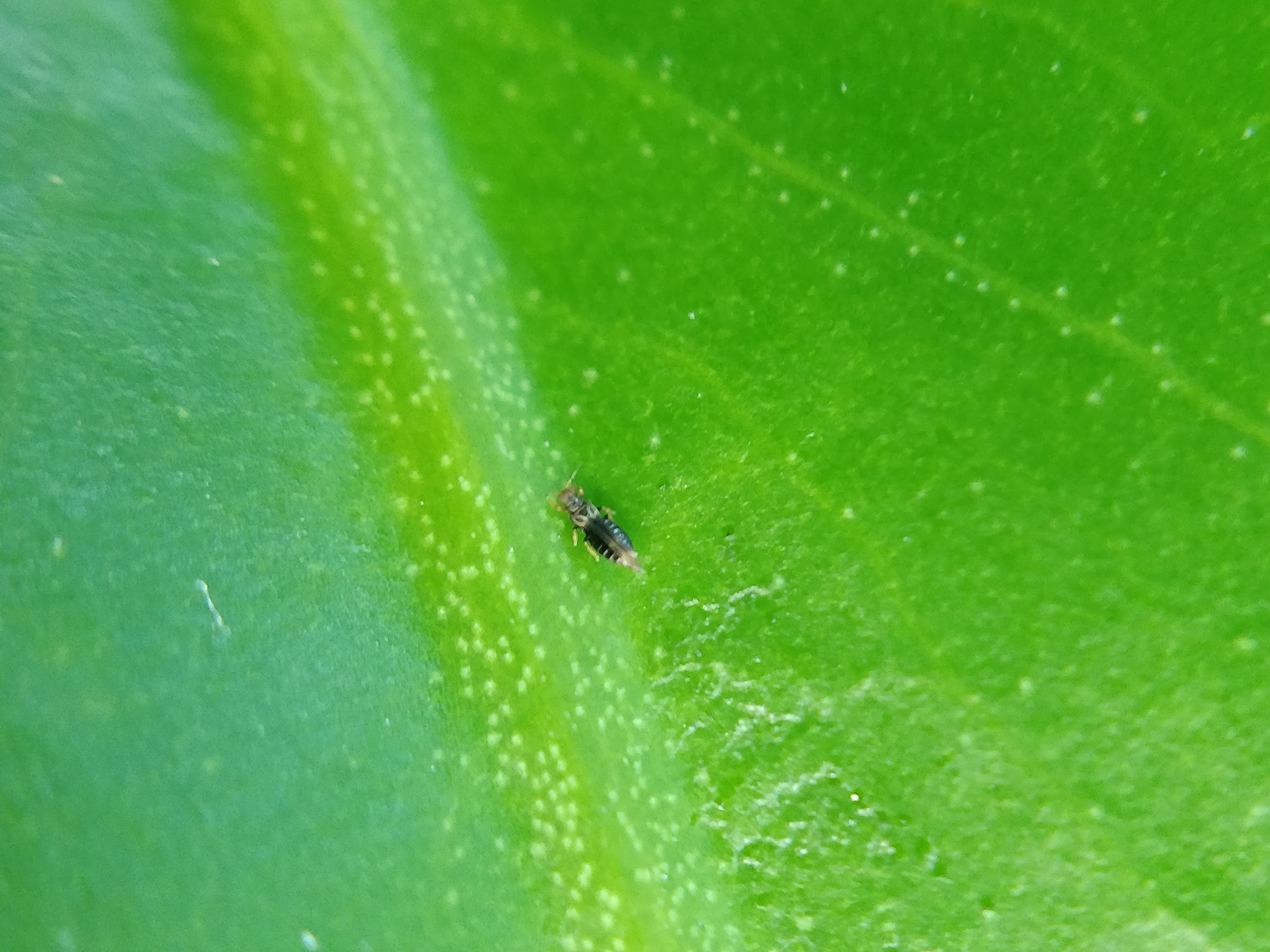 Identify and Control Thrips