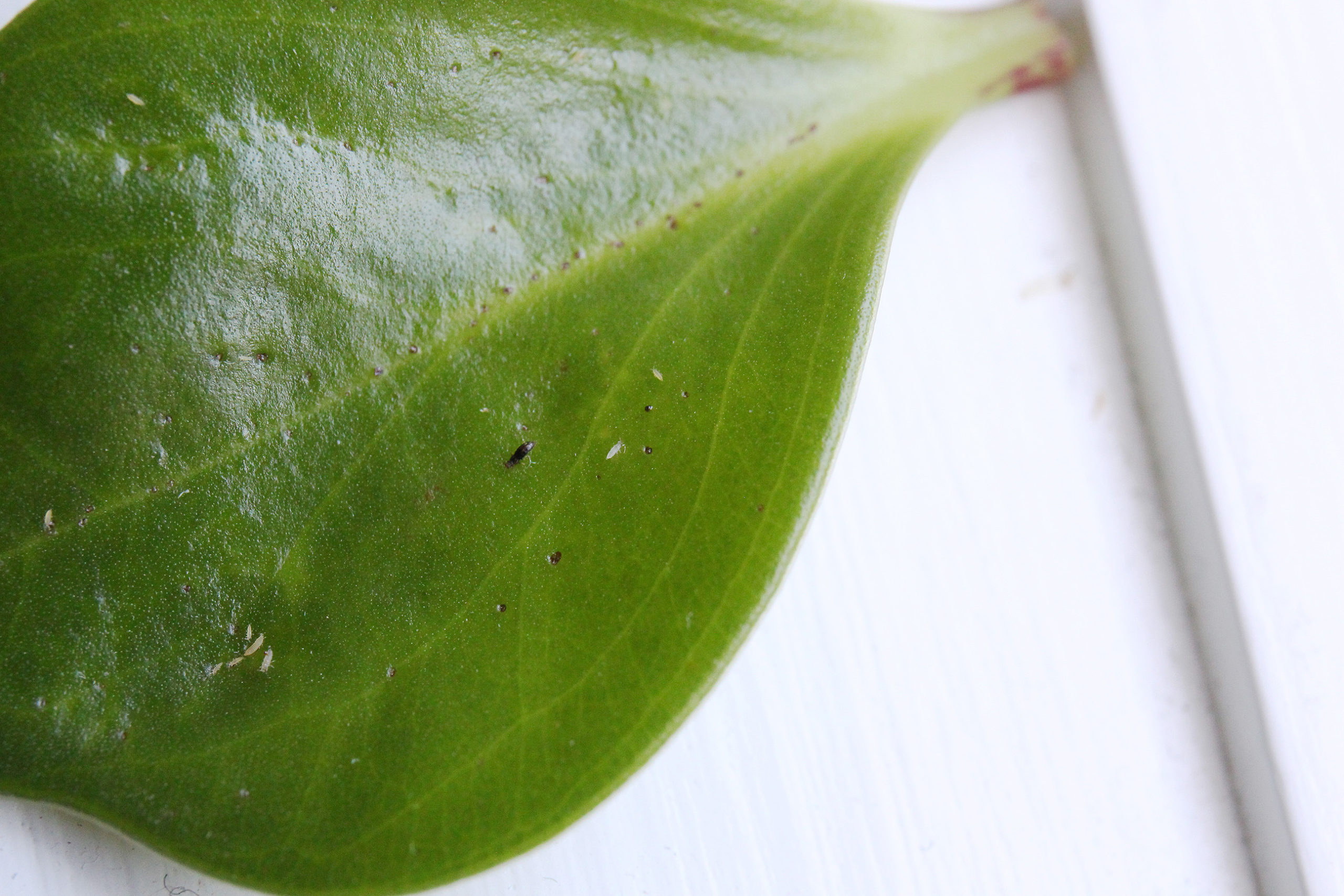 Pests House Plant Journal