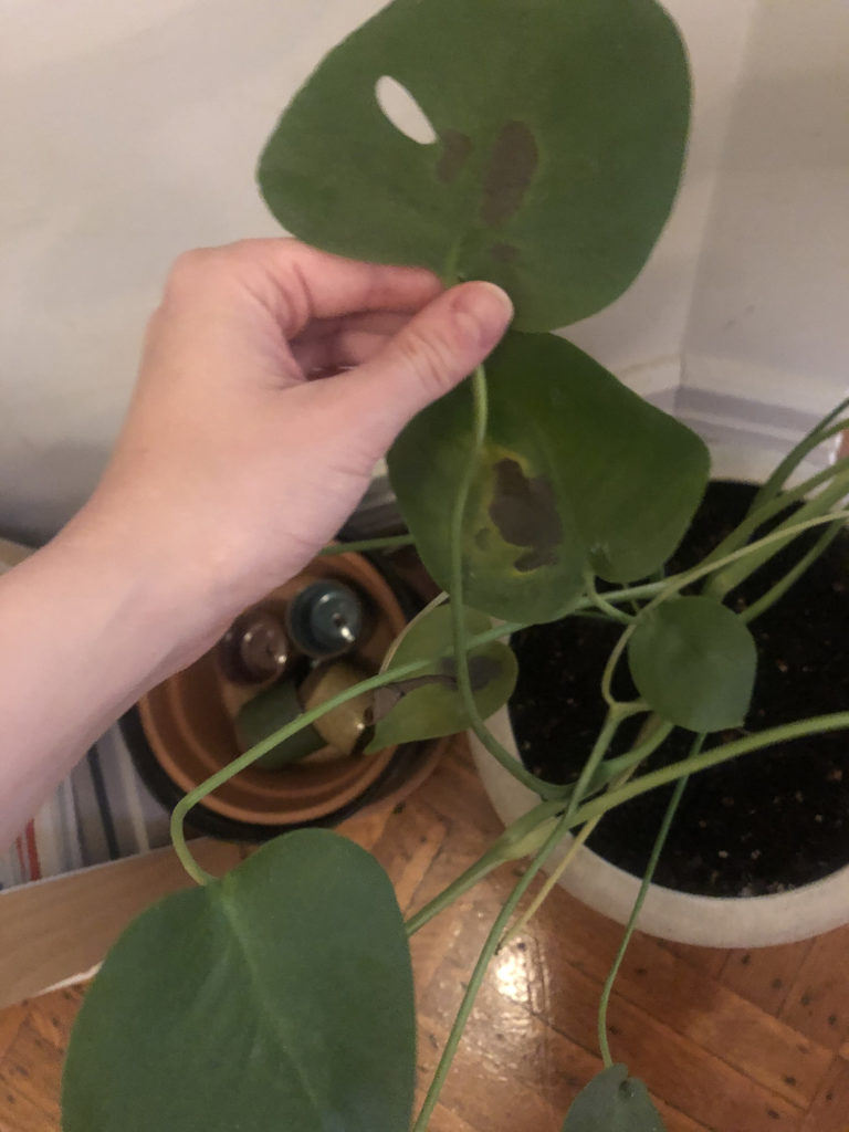 Black Spots On Monstera House Plant Journal