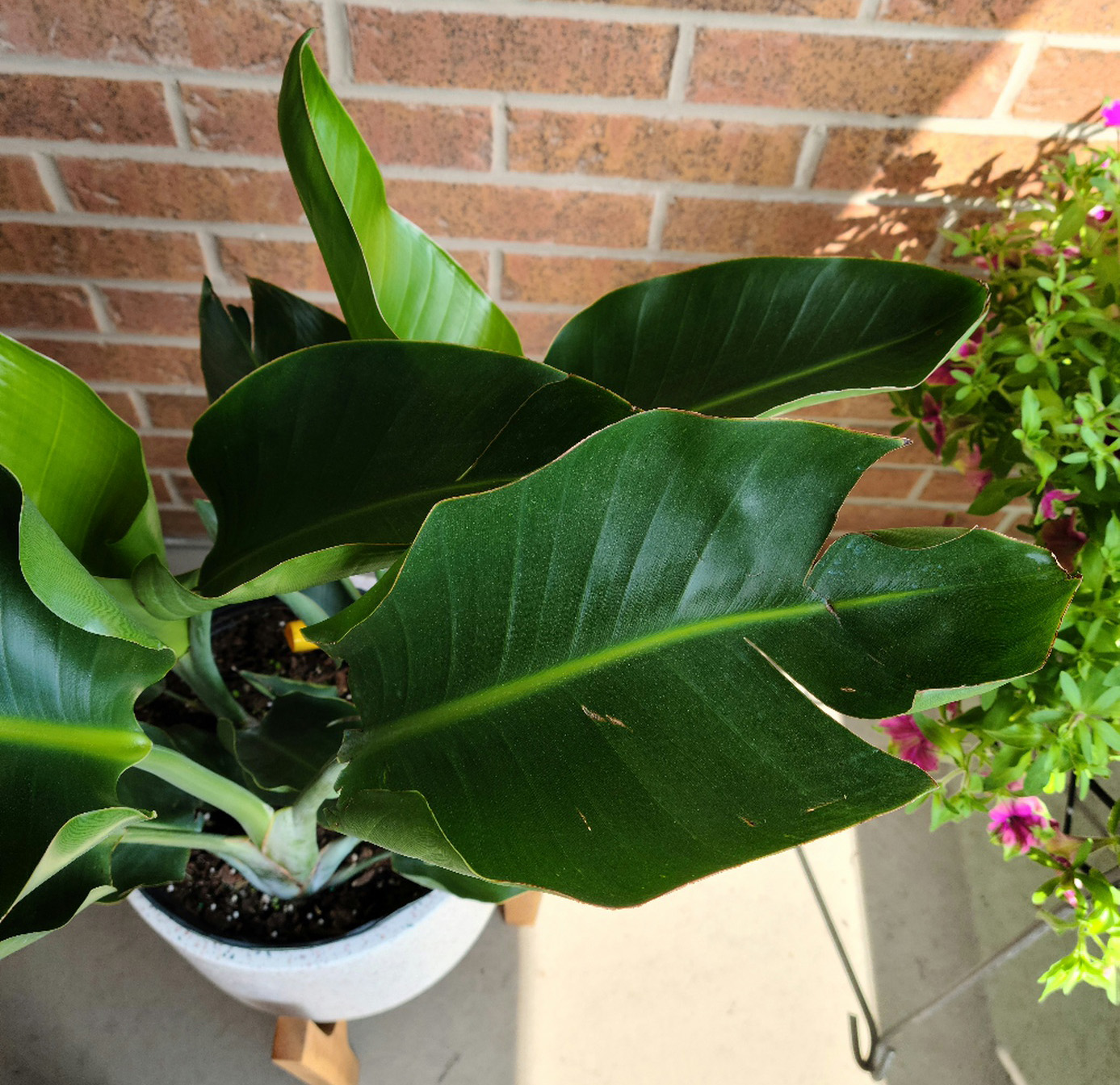 Bird of Paradise Curling and brown edges House Plant Journal