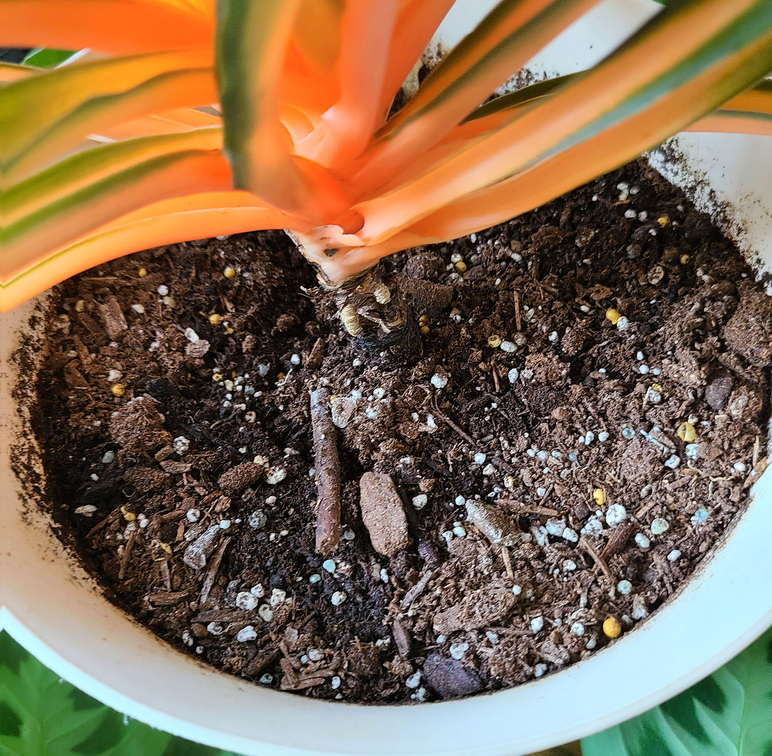 Orange Spider Plant Not Growing House Plant Journal